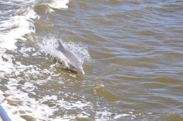 single dolphin surfacing